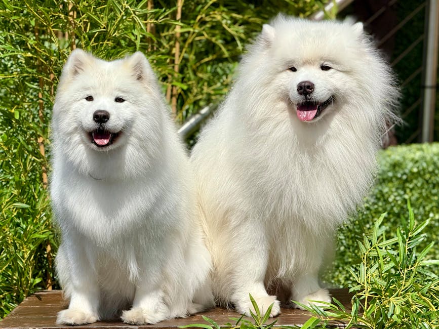Two fluffy, white Samoyed dogs sitting on a weathered wooden platform outdoors, surrounded by green foliage including tall grasses and leafy shrubs. The smaller dog on the left has a slightly open mouth with a visible tongue, black eyes, and a soft, thick coat with a rounded head and pointed ears. The larger dog on the right also has a friendly expression with an open mouth, visible tongue, and black nose, featuring a dense, pristine coat that appears well-groomed, with some slightly longer fur around the neck and chest. Both dogs are positioned in front of dense greenery, with natural daylight illuminating their coats and highlighting their fluffy textures. The scene conveys a calm, natural environment, typical for pet photographs or outdoor companionship, with no human objects or other animals visible, emphasizing the dogs' healthy appearance and soft fur in a lush, garden-like setting.